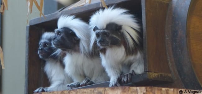 Sauver les animaux de Colombie !