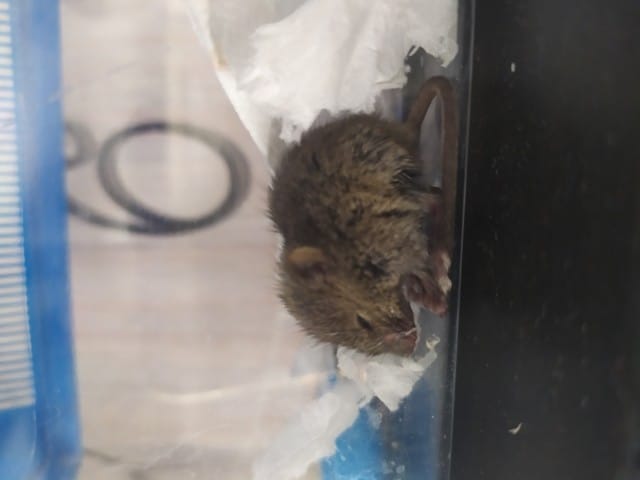 Identification rongeur