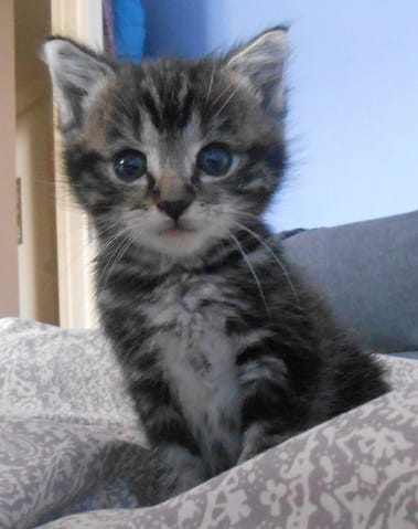 Mon chat appartient à quelle race ? 