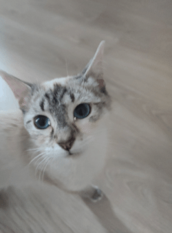 liquide blanc bord des yeux chat