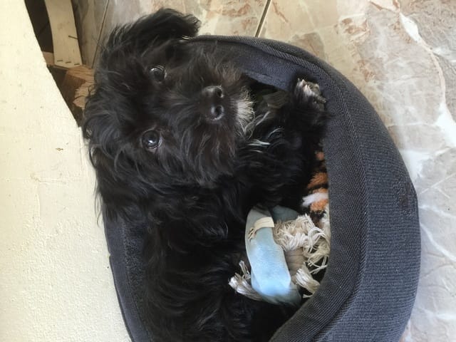 Race de mon chiot ???? Svp