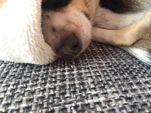 Truffe un peu plus matte