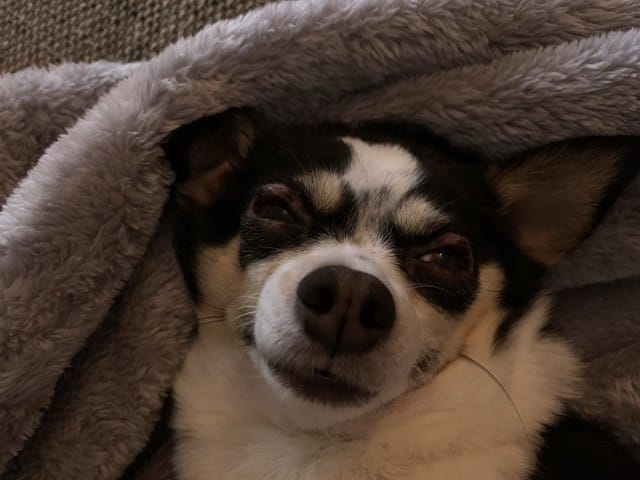 Yeux un peu gonflés et perte de poils