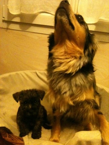 Mon chien prend le dessus sur mon autre chien
