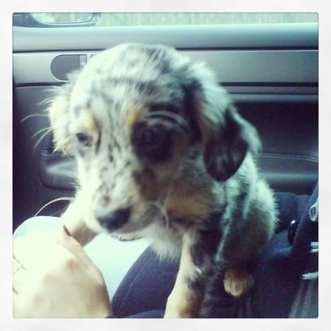 Besoin d'avis, berger australien / border collie