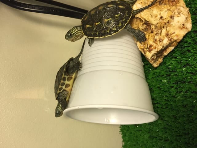 Tortue "Ocadia Sinensis"