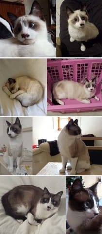 Topic Fun : Cat Evolution, ou comment mon chat a changé de couleur