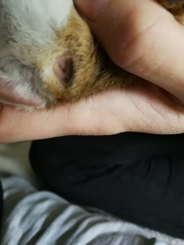 Qui peut m'aider à déterminer le sexe de ces petits ?
