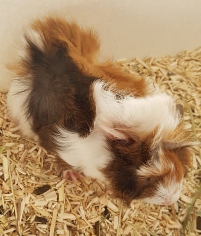 Bébé chon a poile long