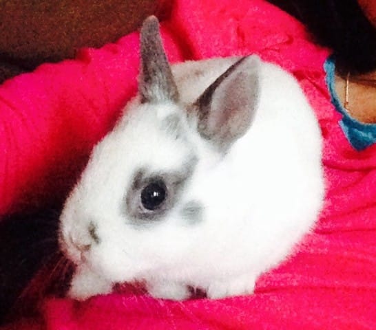 Ma lapine est enceinte ?