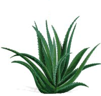 soins et entretien naturels