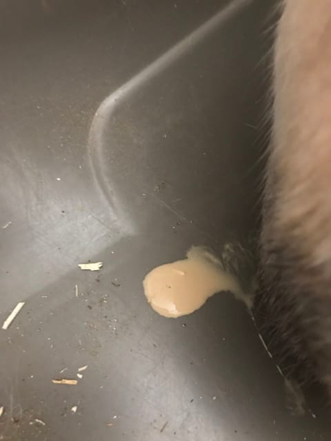 Besoin d’aide: liquide jaunâtre lapin