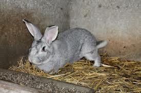 La Coccidiose ? Comment Guérir son lapin ?