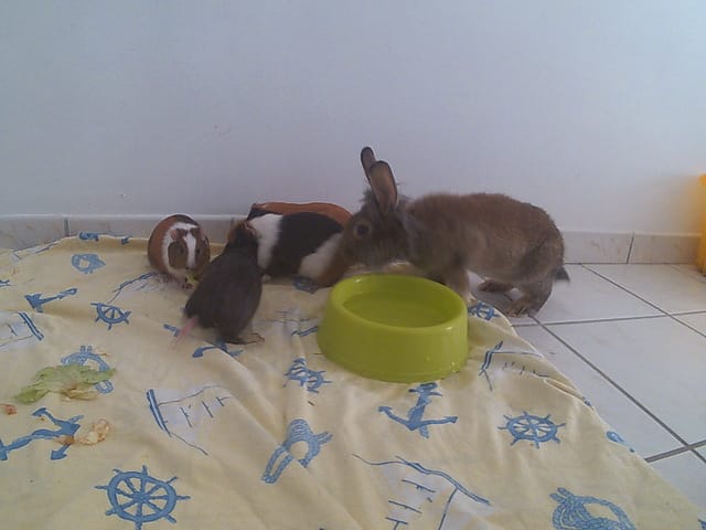 Budget de 110 euros pour lapin .