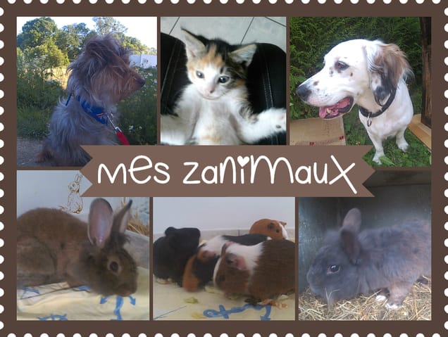 Mes Zanimaux : Ma chaîne YT .