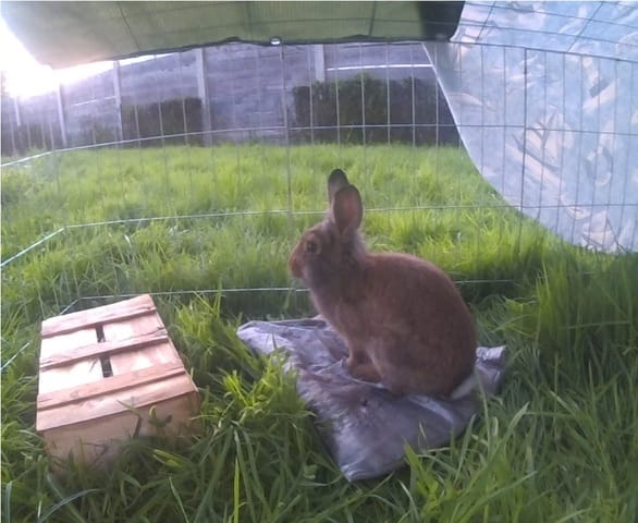 Avis sur mes animaux .