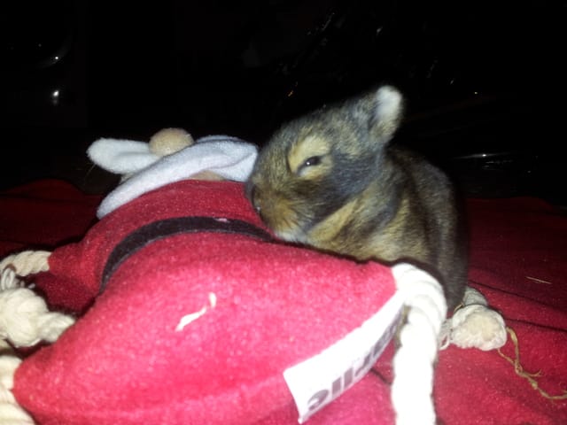 Recherche de prénom pour mon lapin .