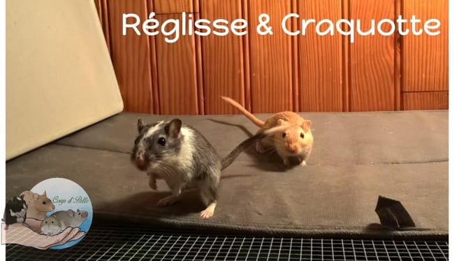 Réglisse & Craquotte :)
