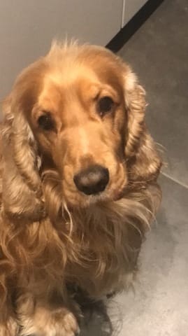 Le comportement du chien de ma maman avec moi