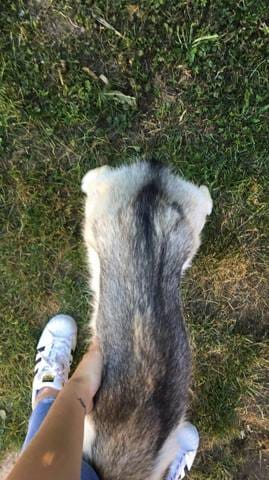 Je trouve ma chienne maigre