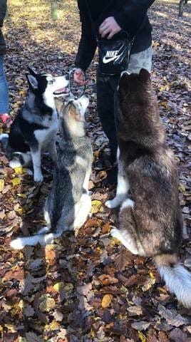 Avis sur les test adn pour chien