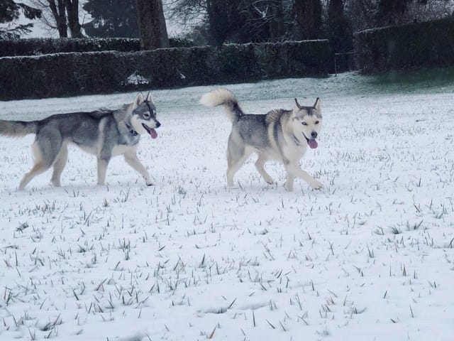 Avis harnais court cani cross