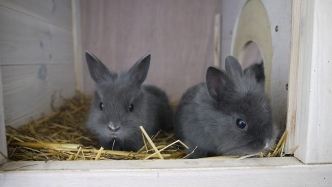 donne bébé lapin nain