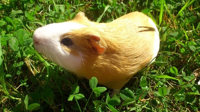 Vote concours, animaux en ballade 