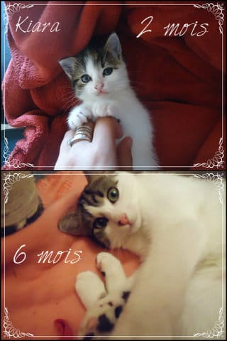 Vote concours, bébé vs adulte 