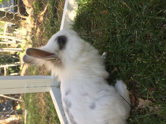 Bébé lapin à vendre