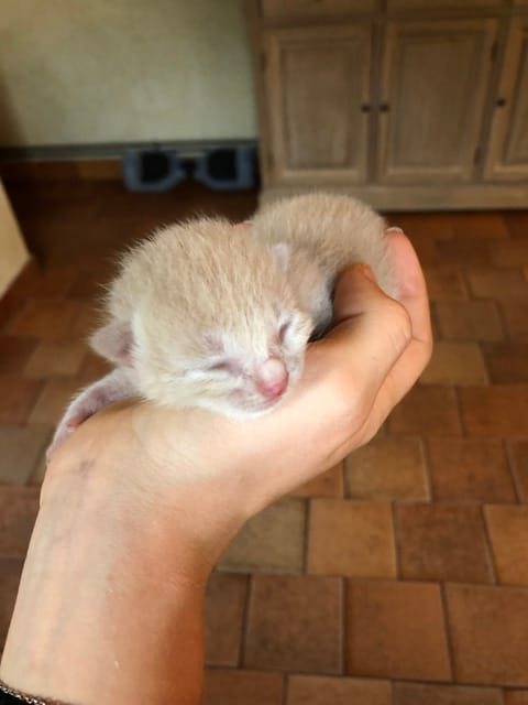 Couleur d’un chaton