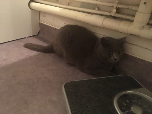 Avis sur chat chartreux