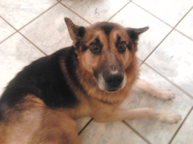 oreille de mon chien