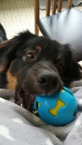 Max le Berger Australien, gentil mais têtu