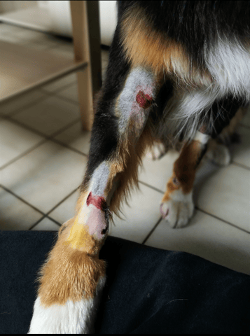 Chien tapé par une voiture, soin des blessures , conseils ?