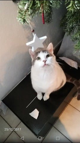Bagarres de chats