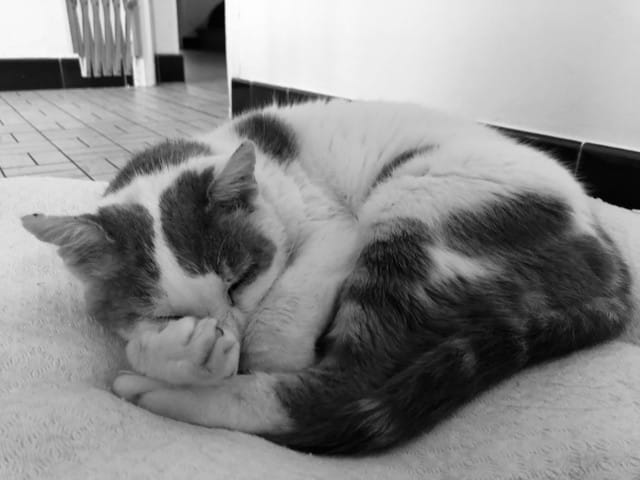 Tumeur sous la langue, chat de 18 ans