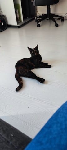 Appétit chat, poids et croquettes