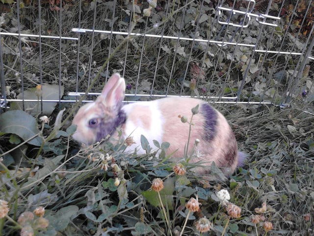 Jeux pour amuser son lapin nain