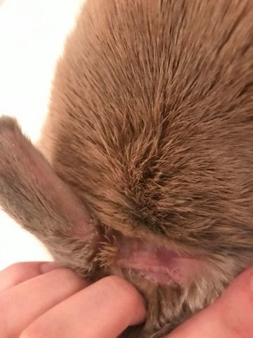 Cas étrange de mon lapin ; Maladie aux oreilles ou stress ?