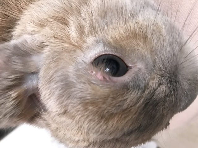 Infection oeil lapin  grave ?
