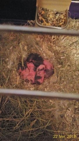 Ma lapine a mis bas