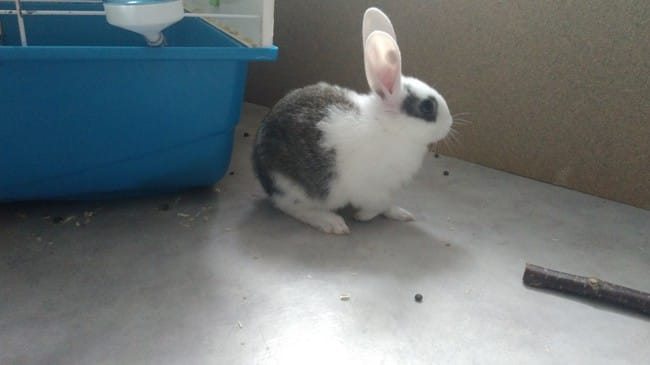 Blessure lapin