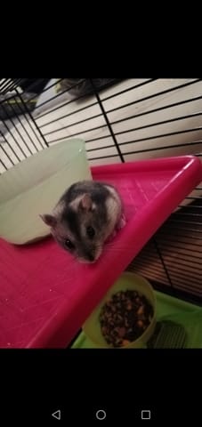 Pourriez-vous m'aider à réaliser une bin-cage ?