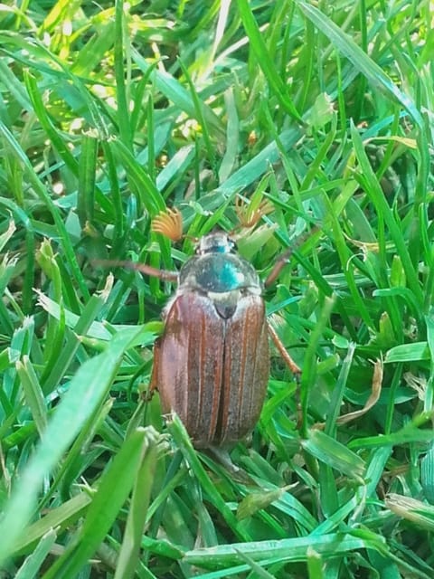 Quel est cet insecte ??