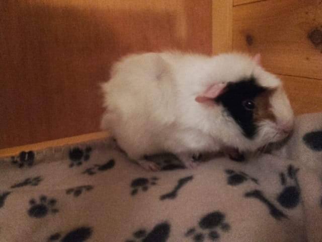 Le petit nouveau est arrivé ! Bienvenue à toi , Nouki !