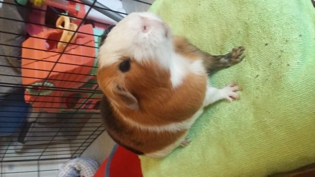 Des photos de vos rongeurs/lapins/furets !