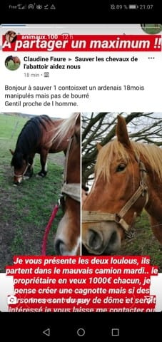 Aidez nous a sauver deux chevaux de l'abbatoire !