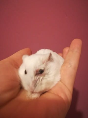 Enlevé l'œil d'un hamster russe est ce dangereux?