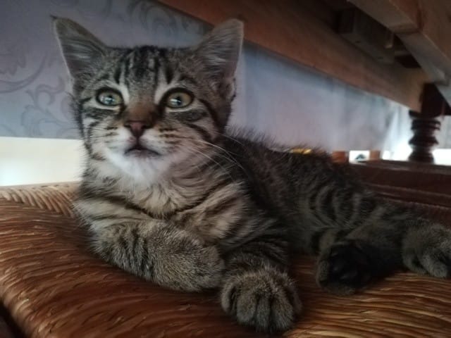 Race du chaton?